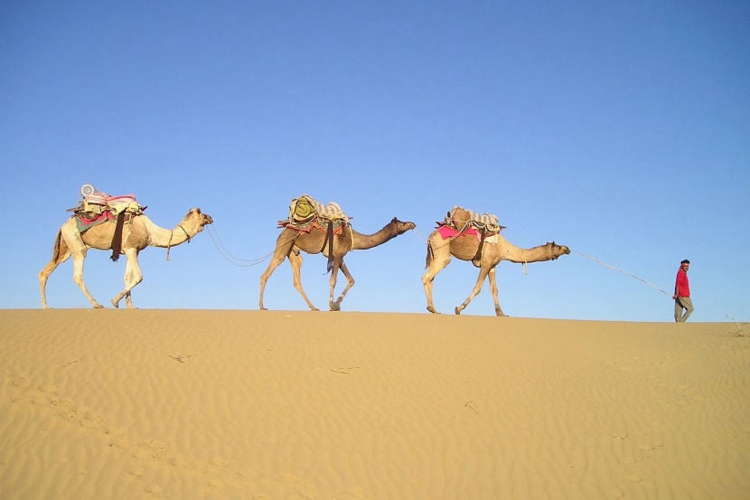 Eine Dromedar-Karawane auf Sanddünen symbolisiert kreative und individuelle Reiseträume.